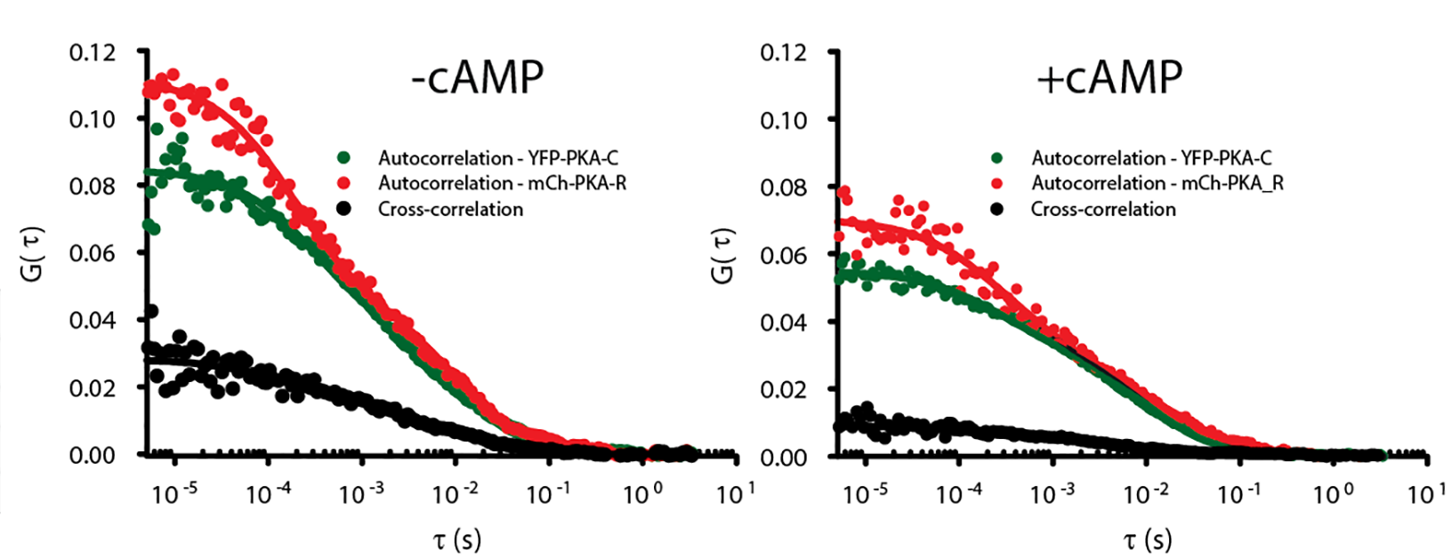 FCS autocorrelation curve