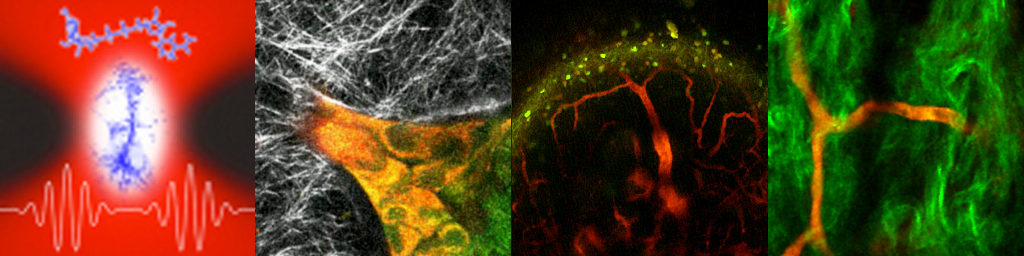 2P Autofluorescence Images
